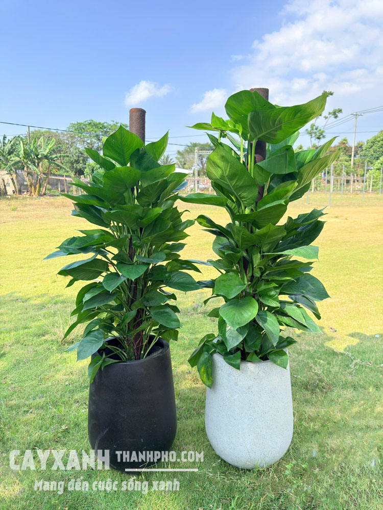 Trầu bà cột