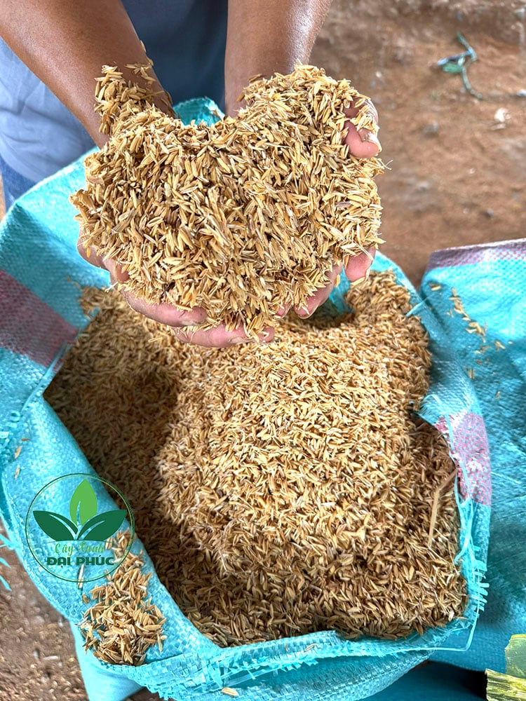vỏ trấu