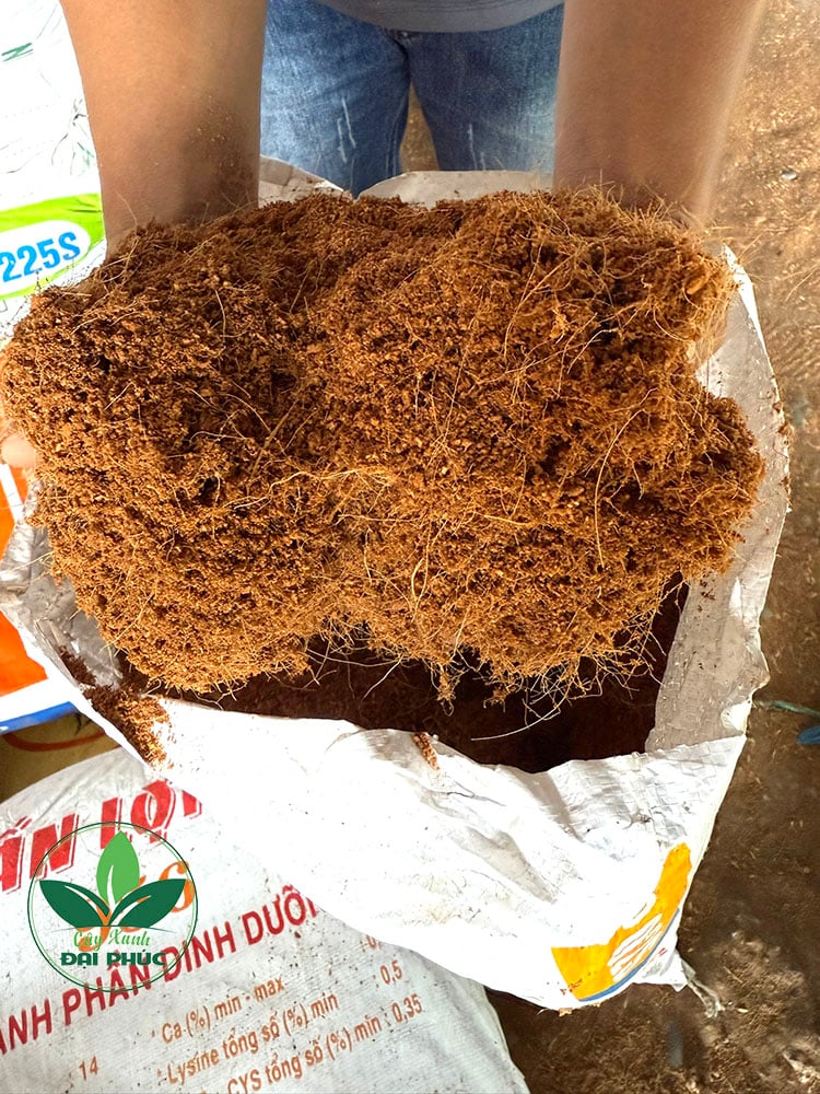 xơ dừa