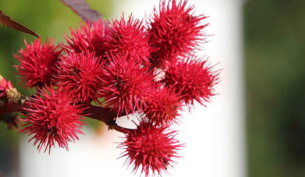 Lợi ích và công dụng của dầu thầu dầu