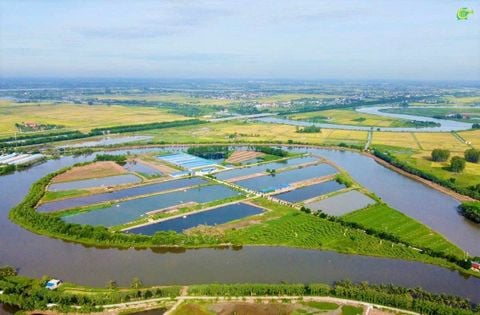 Đảo Bầu - Bảo chứng cho sổ gạo Ngỗng