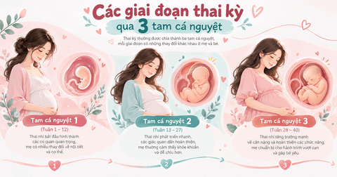 Các giai đoạn thai kỳ: Mẹ và bé thay đổi thế nào qua 3 tam cá nguyệt?
