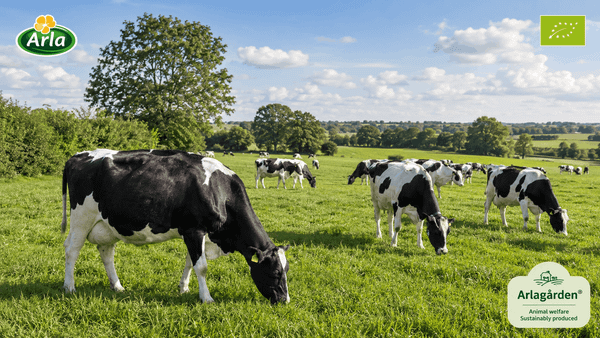 trang trại Arla tại Đan Mạch