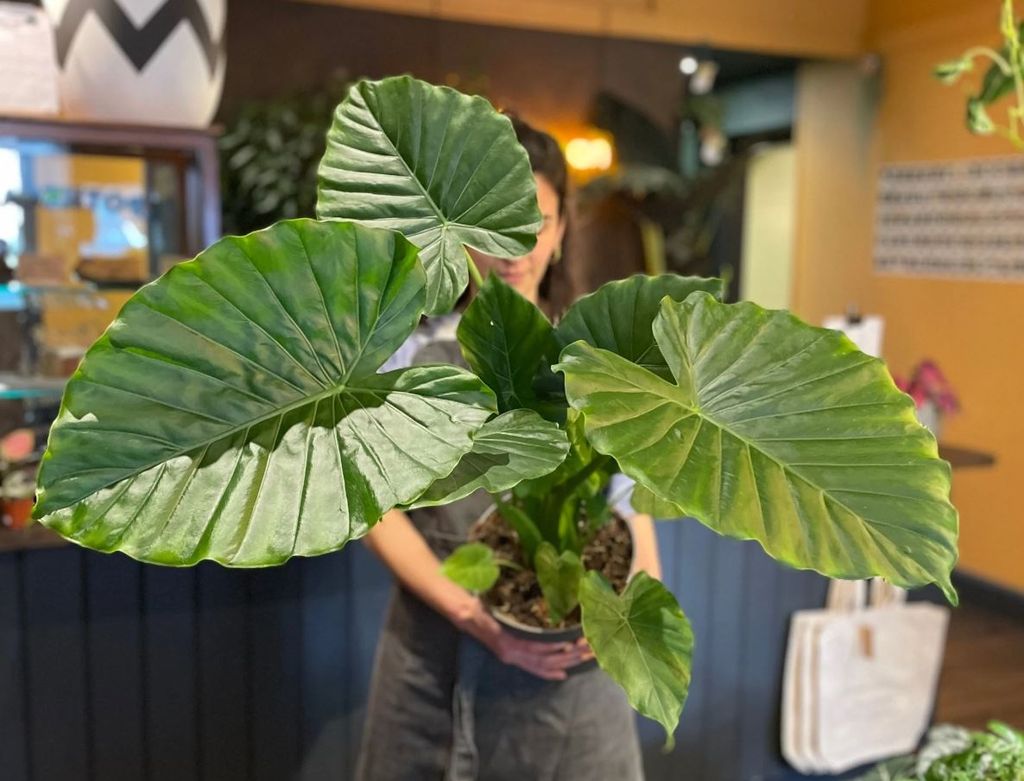 Alocasia Complete Care Guide
