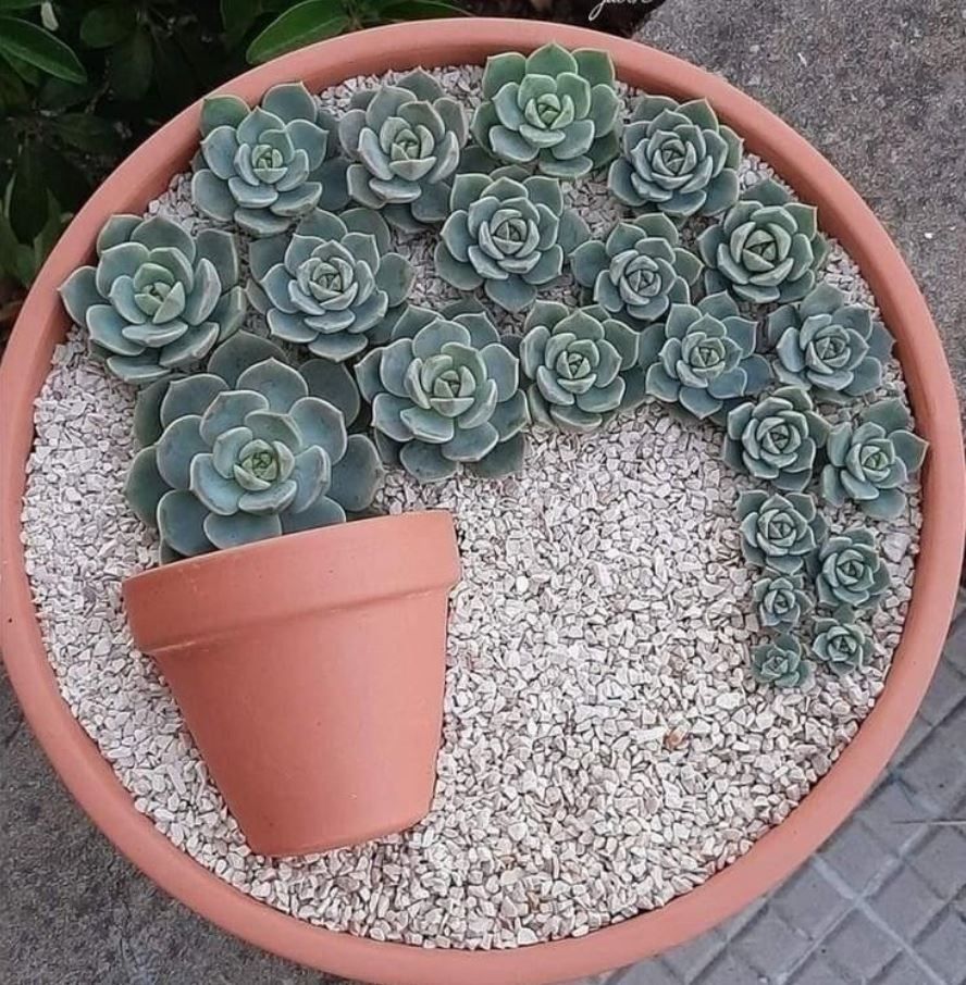Succulents Complete Care Guide from a Horticulture Professional