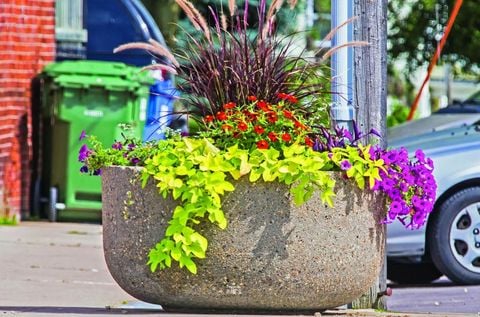 The Ultimate Guide to Making Concrete Planters