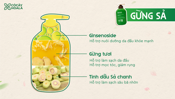 GỘI ĐẦU BẰNG CHANH SẢ GỪNG GIÚP TÓC CHẮC KHỎE VÀ GIẢM RỤNG HIỆU QUẢ