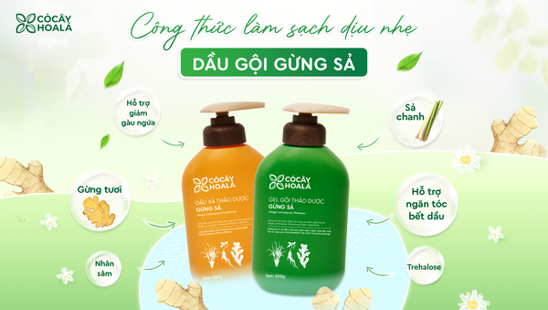 Trehalose trong dầu gội Gừng Sả là gì? Vai trò với da đầu