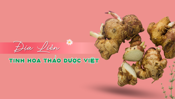 Khám phá công dụng của Địa Liền – Tinh hoa thảo dược Việt trong chăm sóc sức khỏe