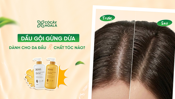 Dầu gội Gừng Dừa dành cho da đầu và chất tóc nào?