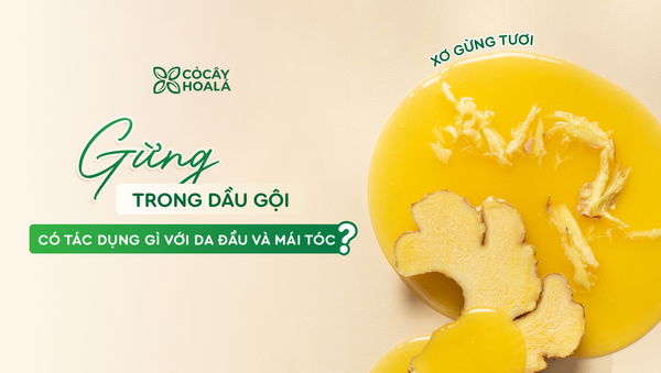 Gừng trong dầu gội Gừng Sả có tác dụng gì với da đầu và mái tóc?