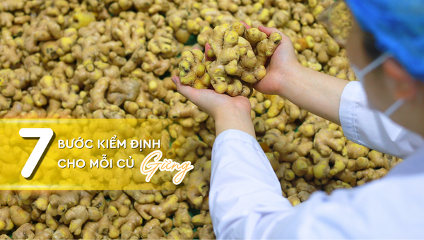 QUY TRÌNH 7 BƯỚC KIỂM ĐỊNH GỪNG TƯƠI: BÍ QUYẾT TẠO NÊN CHẤT LƯỢNG CHUẨN SẠCH TỪ NHÀ LÁ