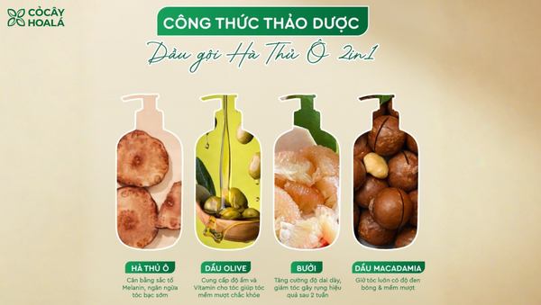 Hà Thủ Ô Hoạt Động Như Nào Giúp Mái Tóc Đen Dày Hơn?
