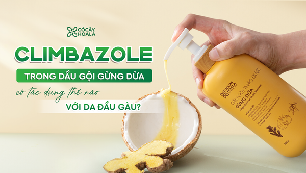 Climbazole trong dầu gội Gừng Dừa có tác dụng thế nào với da đầu gàu?