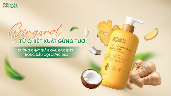 GINGEROL TỪ CHIẾT XUẤT GỪNG TƯƠI – DƯỠNG CHẤT GIẢM GÀU ĐẶC BIỆT TRONG DẦU GỘI GỪNG DỪA