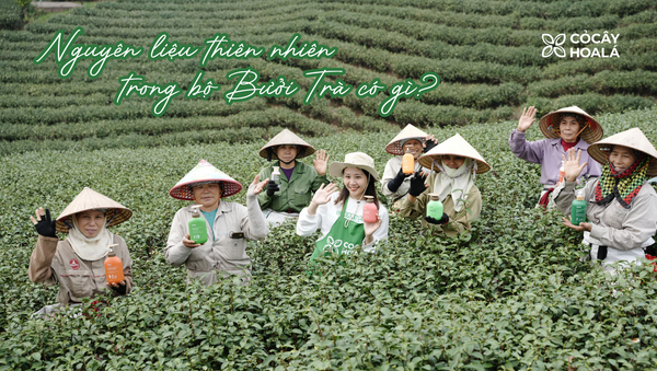 Lá trà xanh vùng trà biển Quảng Ninh – nguyên liệu thiên nhiên trong Bộ gội xả thảo dược Bưởi Trà