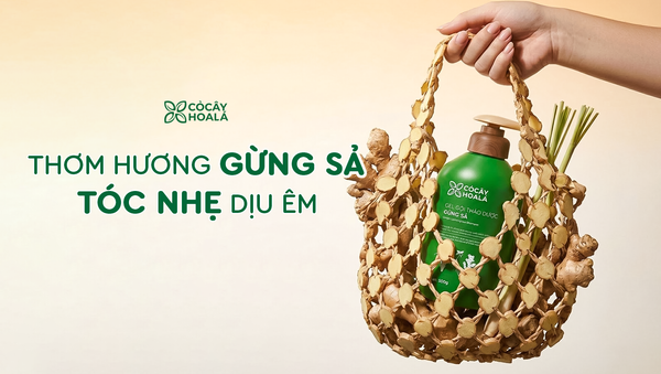 Thành phần dầu gội Gừng Sả – Hiểu sâu cơ chế để chăm sóc da đầu đúng cách