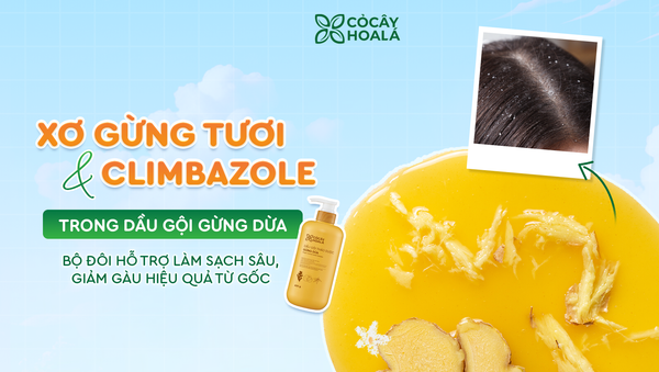 Xơ gừng tươi và Climbazole trong dầu gội Gừng Dừa - Bộ đôi hỗ trợ làm sạch sâu, giảm gàu hiệu quả
