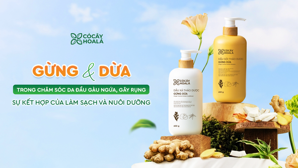 Gừng và dừa trong chăm sóc da đầu gàu ngứa, gãy rụng: Sự kết hợp của làm sạch và nuôi dưỡng trong dầu gội Gừng Dừa