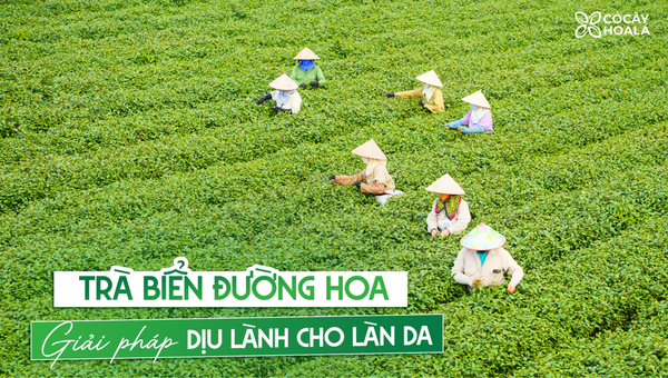 TỪ ĐỒI TRÀ XANH VIỆT TÚ TẠI ĐƯỜNG HOA QUẢNG NINH ĐẾN CÁC SẢN PHẨM CHĂM SÓC LÀN DA VIỆT