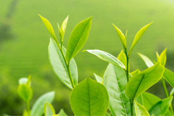 Tinh Chất Chống Oxy Hóa Mạnh Mẽ Từ Thiên Nhiên - Chiết Xuất Trà Xanh
