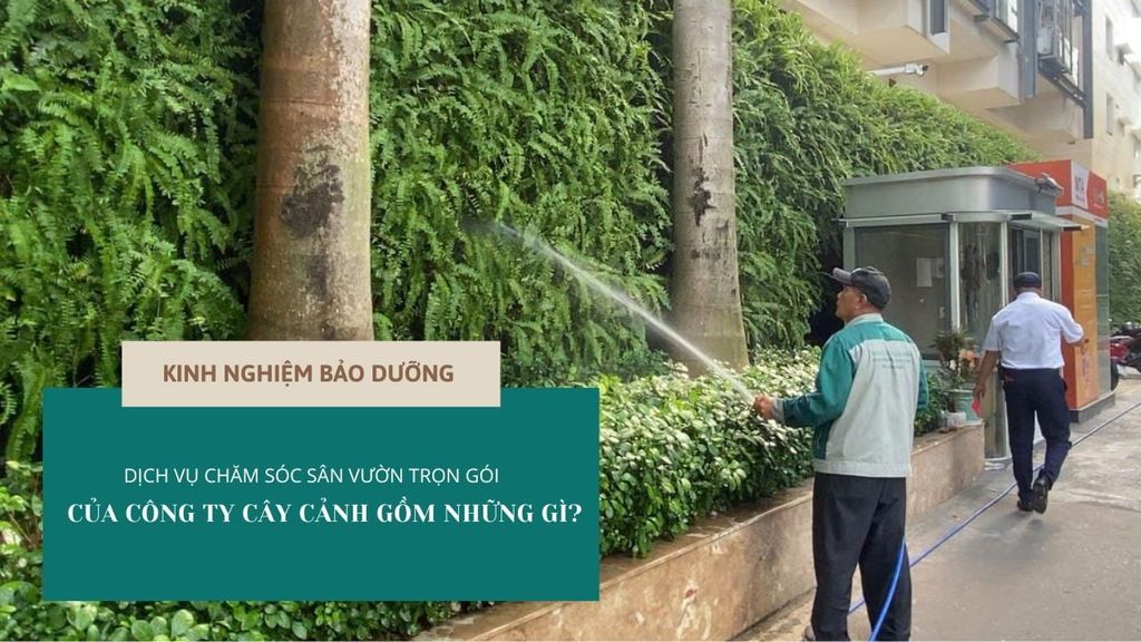 DỊCH VỤ CHĂM SÓC SÂN VƯỜN TRỌN GÓI CỦA CÔNG TY CÂY CẢNH GỒM NHỮNG GÌ?