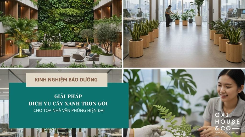 GIẢI PHÁP DỊCH VỤ CÂY XANH TRỌN GÓI CHO TÒA NHÀ VĂN PHÒNG HIỆN ĐẠI