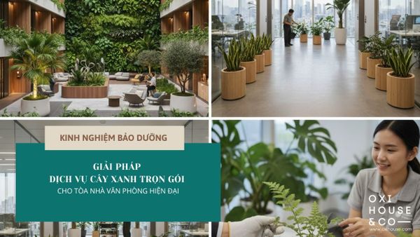 GIẢI PHÁP DỊCH VỤ CÂY XANH TRỌN GÓI CHO TÒA NHÀ VĂN PHÒNG HIỆN ĐẠI