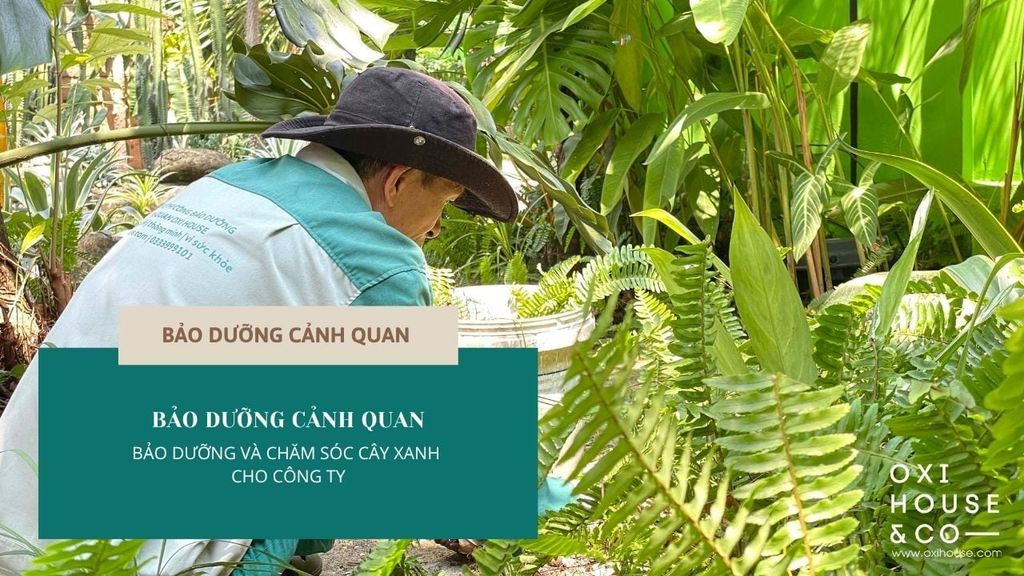 BẢO DƯỠNG CẢNH QUAN SÂN VƯỜN - CÔNG TY VIỄN ĐÔNG | OXI HOUSE