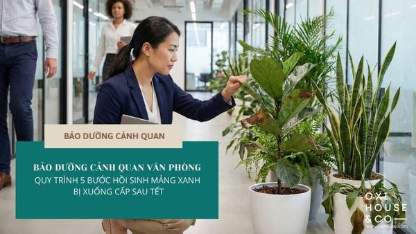 BẢO DƯỠNG CẢNH QUAN VĂN PHÒNG - QUY TRÌNH 5 BƯỚC HỒI SINH MẢNG XANH BỊ XUỐNG CẤP SAU TẾT