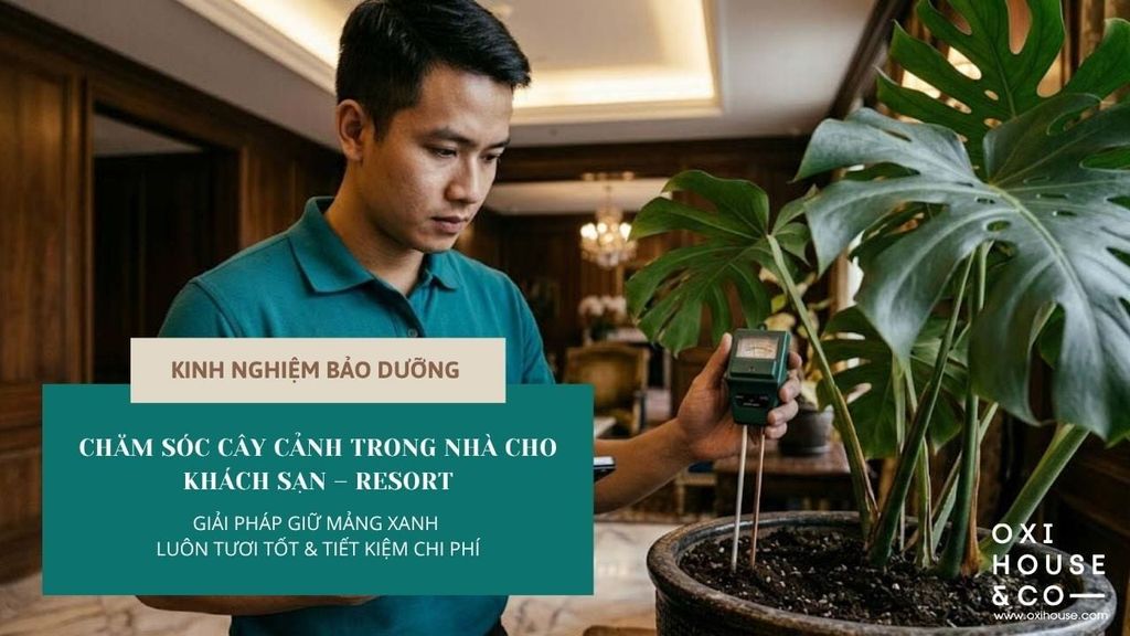 CHĂM SÓC CÂY CẢNH TRONG NHÀ CHO KHÁCH SẠN – RESORT: GIẢI PHÁP GIỮ MẢNG XANH LUÔN TƯƠI TỐT & TIẾT KIỆM CHI PHÍ