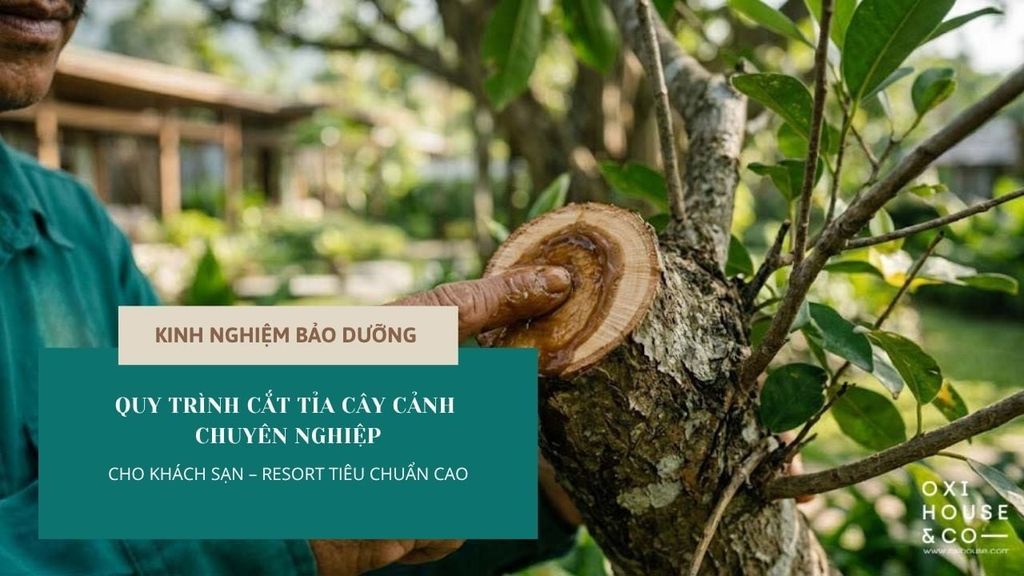 QUY TRÌNH CẮT TỈA CÂY CẢNH CHUYÊN NGHIỆP CHO KHÁCH SẠN – RESORT TIÊU CHUẨN CAO | OXI HOUSE