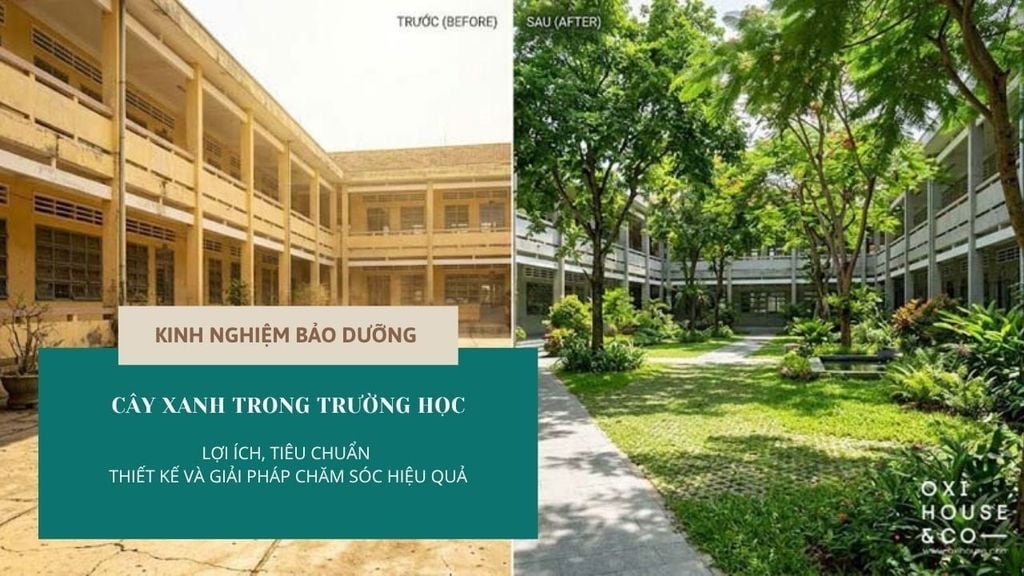 CÂY XANH TRONG TRƯỜNG HỌC: LỢI ÍCH, TIÊU CHUẨN THIẾT KẾ VÀ GIẢI PHÁP CHĂM SÓC HIỆU QUẢ