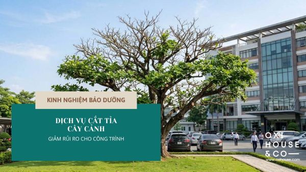 DỊCH VỤ CẮT TỈA CÂY CẢNH ĐỊNH KỲ GIÚP GIẢM RỦI RO GÌ CHO TÒA NHÀ?