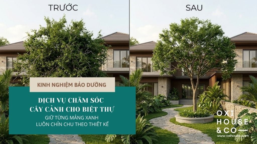 DỊCH VỤ CHĂM SÓC CÂY CẢNH CHO BIỆT THỰ: GIỮ TỪNG MẢNG XANH LUÔN CHỈN CHU THEO THIẾT KẾ