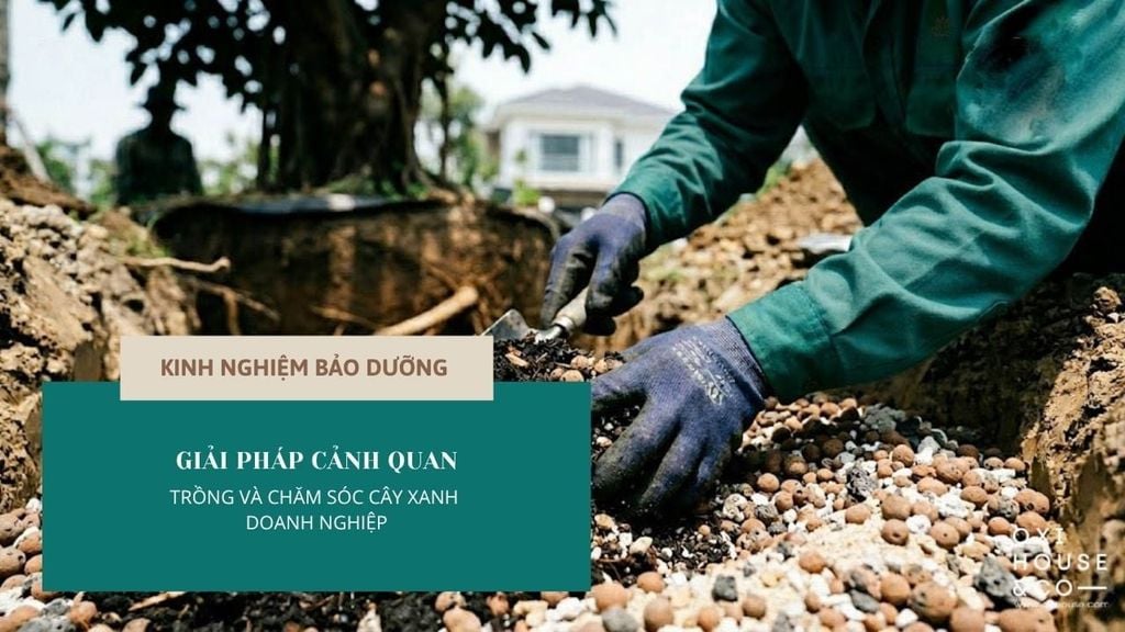 GIẢI PHÁP CẢNH QUAN: TRỒNG VÀ CHĂM SÓC CÂY XANH DOANH NGHIỆP | OXI HOUSE