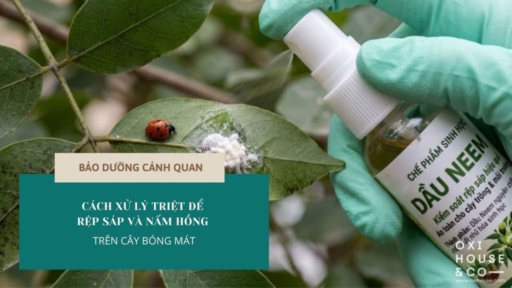 CÁCH XỬ LÝ TRIỆT ĐỂ RỆP SÁP VÀ NẤM HỒNG TRÊN CÂY BÓNG MÁT | GIẢI PHÁP SINH HỌC