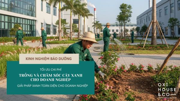 TỐI ƯU CHI PHÍ TRỒNG VÀ CHĂM SÓC CÂY XANH CHO DOANH NGHIỆP: CHỌN CÂY GÌ VÀ LỊCH TRÌNH CHĂM SÓC RA SAO
