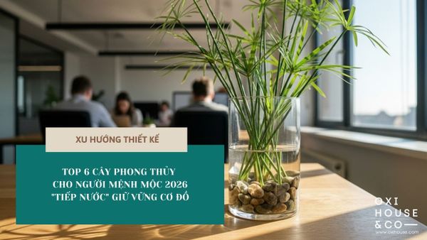 TOP 6 CÂY PHONG THỦY CHO NGƯỜI MỆNH MỘC 2026: 