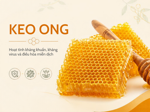Keo ong - Hoạt tính kháng khuẩn, kháng virus và điều hòa miễn dịch được nghiên cứu ra sao?