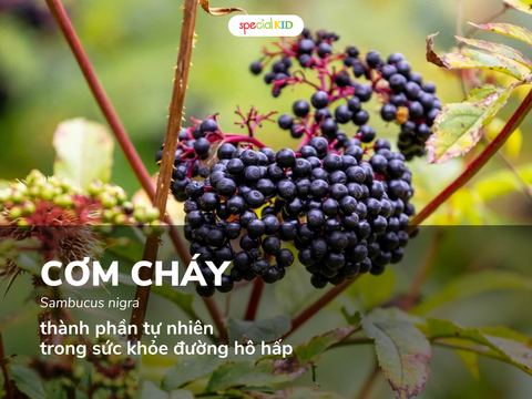 Cơm cháy (Sambucus nigra) - thành phần tự nhiên được nghiên cứu trong sức khỏe đường hô hấp
