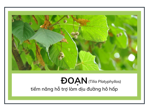 Đoan - Tilia Platyphyllos và tiềm năng hỗ trợ làm dịu đường hô hấp