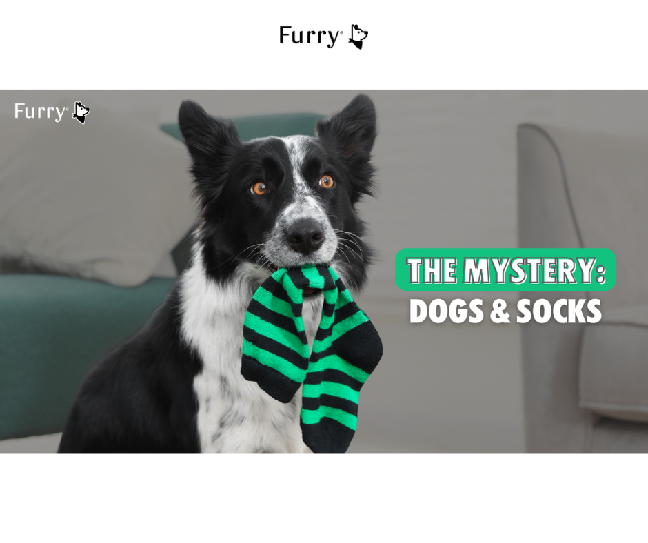 Why Dogs Steal Socks and Underwear From Owners: 5 Things You Might Not Know
