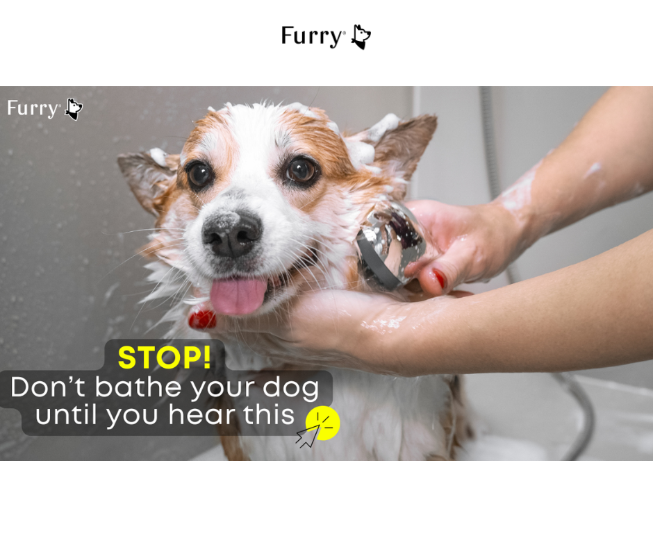 How Often Should You Bathe Your Dog? Most Owners Get This Wrong