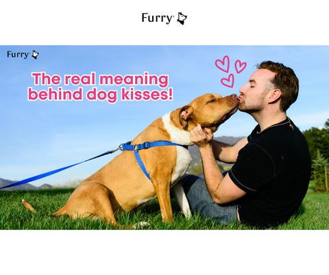 The Real Meaning Behind Dog Kisses! 5 Things You Might Not Know