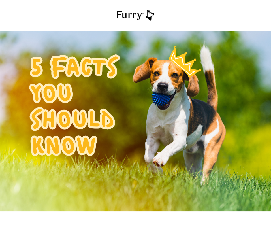 Is a Beagle suitable for a family? 5 reasons you should know