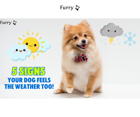 5 Ways Dogs React When the Weather Changes