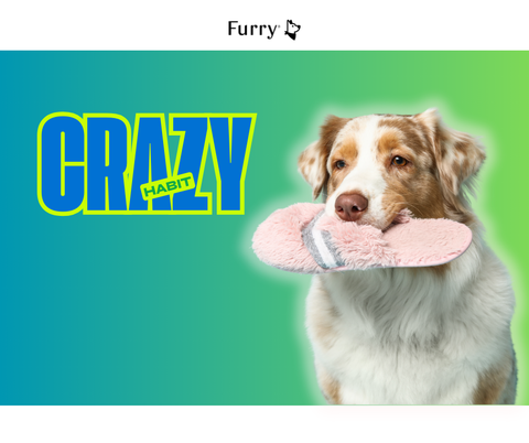 Why Do Dogs Like to Smell Shoes? 5 Interesting Reasons You Should Know