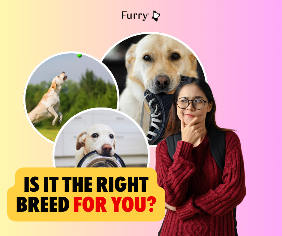 Is Raising a Labrador Difficult? 5 Things You Should Know Before Bringing One Home