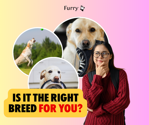 Is Raising a Labrador Difficult? 5 Things You Should Know Before Bringing One Home